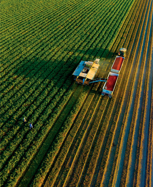 California’s Central Valley, Land of a Billion Vegetables - NYTimes.com